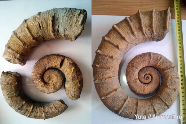 аммониты, Крым, Crioceratites