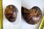 Cymatoceras