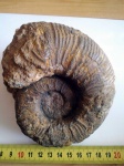 Pseudothurmannia