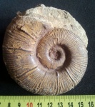 Pseudothurmannia
