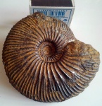 Craspedodiscus
