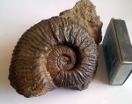 Pseudothurmannia