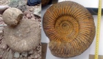 Speetoniceras