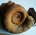 Biasaloceras