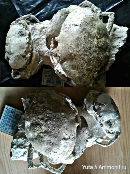 членистоногие, Крым