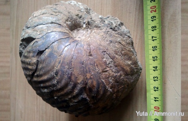 Крым, Cymatoceras