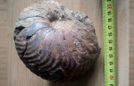 Cymatoceras