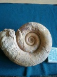 Biasaloceras