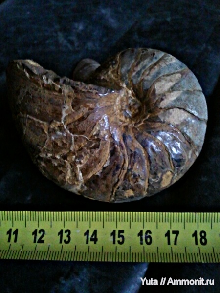 аммониты, наутилусы, Крым, готерив, Cymatoceras, нижний готерив