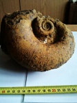 Biasaloceras and pictetiya