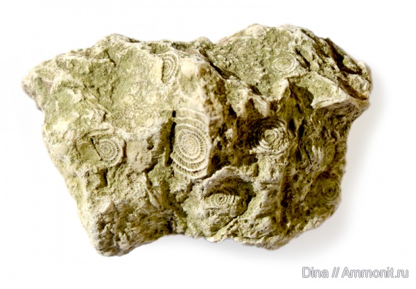 Франция, фораминиферы, Nummulites, нуммулиты, Foraminifera, France