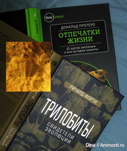трилобиты, карбон, Подмосковье, Московская область, Phillipsiidae