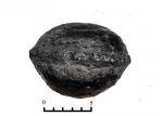 Boroviczia karpinskii (?)
