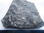 neuropteris