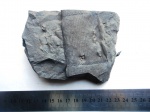 сalamites