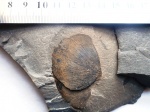 Сyclopteris