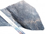 Lepidodendron