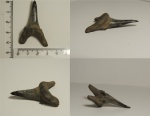 Зуб самый большой, Jaekelotodus trigonalis.