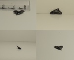 Зуб маленький, Physogaleus sp.