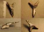 Зуб пигментированный, Striatolamia macrota, второй верхний передний.