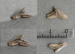 Зубик Physogaleus sp.