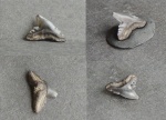 Зубик №2, Physogaleus sp.