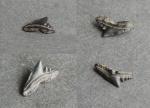 Зубик №4, Physogaleus sp.