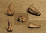 Зуб рыбы Scombridae (Cybium sp.)