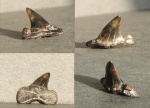 Зуб акулы, Striatolamia macrota (верхний боковой)