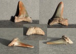 Зуб акулы Striatolamia Macrota