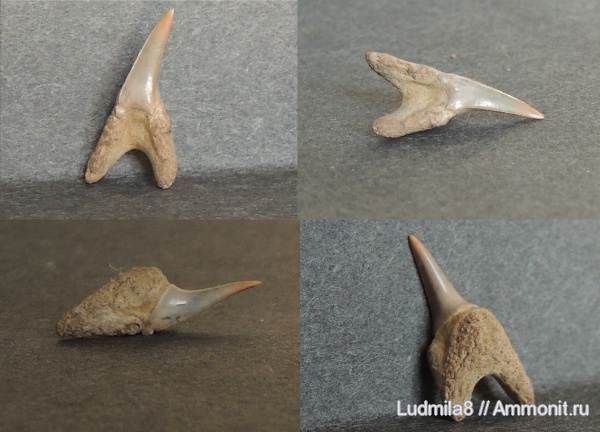 Свердловская область, зубы акул, Odontaspididae, Дерней