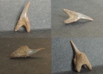 зуб маленький изогнутый, Odontaspididae.