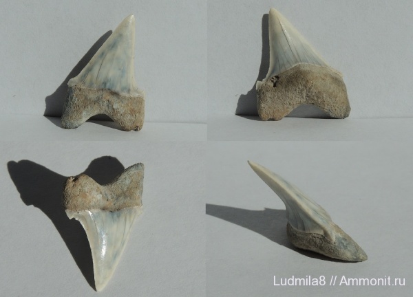Челябинская область, зубы акул, Macrorhizodus, Коркинский карьер