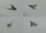 зуб акулы Jaekelotodus