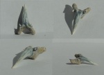 Зуб акулы Carcharias