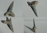 Зуб акулы Striatolamia