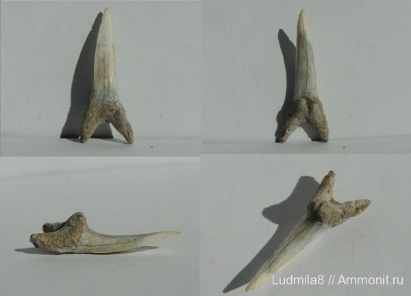 Челябинская область, зубы акул, Hypotodus, Коркинский карьер