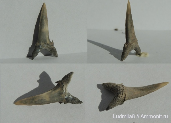 Челябинская область, зубы акул, Hypotodus, Коркинский карьер