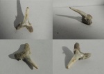 Зуб акулы Carcharias sp.