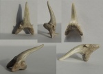 Зуб акулы "Jaekelotodus" robustus.