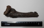 Silurus glanis