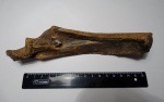 Сом Silurus sp.