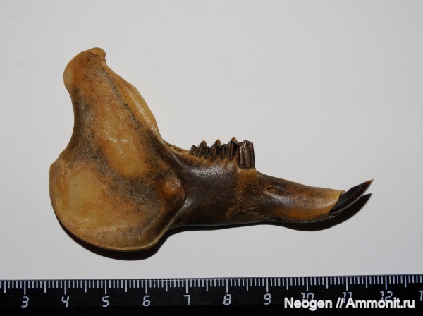 Hypolagus igromovi, Гиполагус