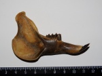 Гиполагус Игоря Громова Hypolagus igromovi Gureev, 1964.