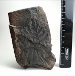 Neuropteris rarinervis