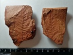 Reticulopteris munsteri