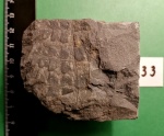 Odontopteris rabusta