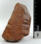 Pecopteris paleacea