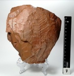 Pecopteris ameromii