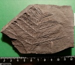 Alethopteris lonchitica